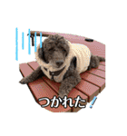 我が家のわんこスタンプ#2（個別スタンプ：36）