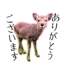 40個 奈良公園の鹿 敬語 関西弁 ＊asachi（個別スタンプ：1）