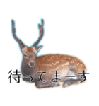 40個 奈良公園の鹿 敬語 関西弁 ＊asachi（個別スタンプ：2）