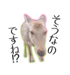 40個 奈良公園の鹿 敬語 関西弁 ＊asachi（個別スタンプ：3）