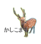 40個 奈良公園の鹿 敬語 関西弁 ＊asachi（個別スタンプ：4）