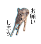 40個 奈良公園の鹿 敬語 関西弁 ＊asachi（個別スタンプ：5）