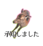 40個 奈良公園の鹿 敬語 関西弁 ＊asachi（個別スタンプ：6）