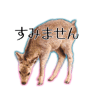 40個 奈良公園の鹿 敬語 関西弁 ＊asachi（個別スタンプ：7）