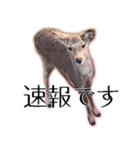40個 奈良公園の鹿 敬語 関西弁 ＊asachi（個別スタンプ：9）