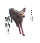 40個 奈良公園の鹿 敬語 関西弁 ＊asachi（個別スタンプ：10）