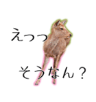 40個 奈良公園の鹿 敬語 関西弁 ＊asachi（個別スタンプ：11）