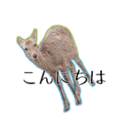 40個 奈良公園の鹿 敬語 関西弁 ＊asachi（個別スタンプ：13）