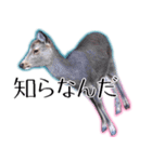 40個 奈良公園の鹿 敬語 関西弁 ＊asachi（個別スタンプ：14）