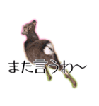 40個 奈良公園の鹿 敬語 関西弁 ＊asachi（個別スタンプ：15）