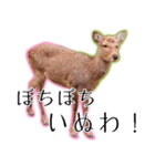 40個 奈良公園の鹿 敬語 関西弁 ＊asachi（個別スタンプ：17）