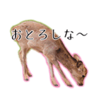 40個 奈良公園の鹿 敬語 関西弁 ＊asachi（個別スタンプ：18）