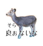40個 奈良公園の鹿 敬語 関西弁 ＊asachi（個別スタンプ：21）