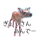 40個 奈良公園の鹿 敬語 関西弁 ＊asachi（個別スタンプ：23）