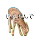 40個 奈良公園の鹿 敬語 関西弁 ＊asachi（個別スタンプ：24）