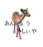 40個 奈良公園の鹿 敬語 関西弁 ＊asachi（個別スタンプ：25）