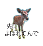 40個 奈良公園の鹿 敬語 関西弁 ＊asachi（個別スタンプ：26）