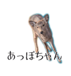 40個 奈良公園の鹿 敬語 関西弁 ＊asachi（個別スタンプ：27）