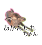 40個 奈良公園の鹿 敬語 関西弁 ＊asachi（個別スタンプ：29）