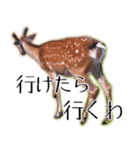 40個 奈良公園の鹿 敬語 関西弁 ＊asachi（個別スタンプ：31）