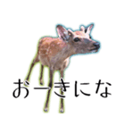 40個 奈良公園の鹿 敬語 関西弁 ＊asachi（個別スタンプ：32）