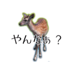 40個 奈良公園の鹿 敬語 関西弁 ＊asachi（個別スタンプ：35）