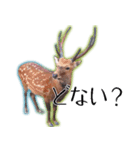 40個 奈良公園の鹿 敬語 関西弁 ＊asachi（個別スタンプ：36）