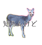40個 奈良公園の鹿 敬語 関西弁 ＊asachi（個別スタンプ：37）