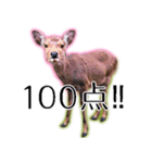 40個 奈良公園の鹿 敬語 関西弁 ＊asachi（個別スタンプ：38）