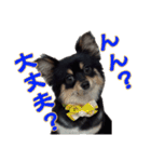 ポメチワのパル（個別スタンプ：2）