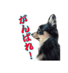 ポメチワのパル（個別スタンプ：9）
