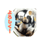 ポメチワのパル（個別スタンプ：14）