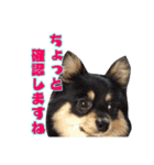 ポメチワのパル（個別スタンプ：15）