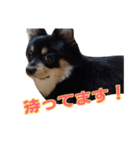 ポメチワのパル（個別スタンプ：16）
