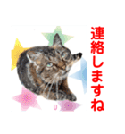 赤いりぼんスタッフわんニャンの日常会話（個別スタンプ：13）