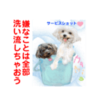 赤いりぼんスタッフわんニャンの日常会話（個別スタンプ：22）