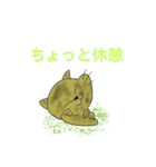 らんちゃんとドンちんとミー（個別スタンプ：5）
