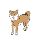 柴犬まさるのゆるい毎日（個別スタンプ：1）