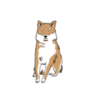 柴犬まさるのゆるい毎日（個別スタンプ：4）