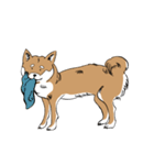 柴犬まさるのゆるい毎日（個別スタンプ：5）