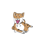 柴犬まさるのゆるい毎日（個別スタンプ：7）