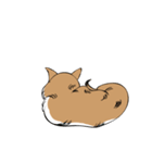 柴犬まさるのゆるい毎日（個別スタンプ：8）