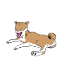 柴犬まさるのゆるい毎日（個別スタンプ：10）