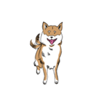柴犬まさるのゆるい毎日（個別スタンプ：12）