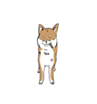 柴犬まさるのゆるい毎日（個別スタンプ：13）