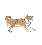 柴犬まさるのゆるい毎日（個別スタンプ：16）