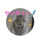 シマリスジャムと一緒（個別スタンプ：1）