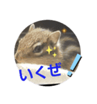 シマリスジャムと一緒（個別スタンプ：8）