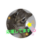シマリスジャムと一緒（個別スタンプ：12）
