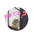 シマリスジャムと一緒（個別スタンプ：13）